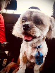 Lost Male Dog last seen villa armando street, Las Vegas, NV 89131