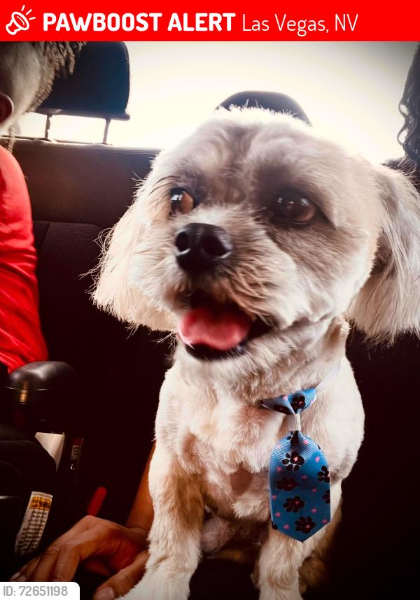 Lost Male Dog last seen villa armando street, Las Vegas, NV 89131