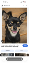 Lost Male Dog last seen Cedarwood dr , Crest Hill, IL 60435