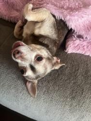 Lost Female Dog last seen Near NE 292nd Ave. Camas WA, Camas, WA 98607