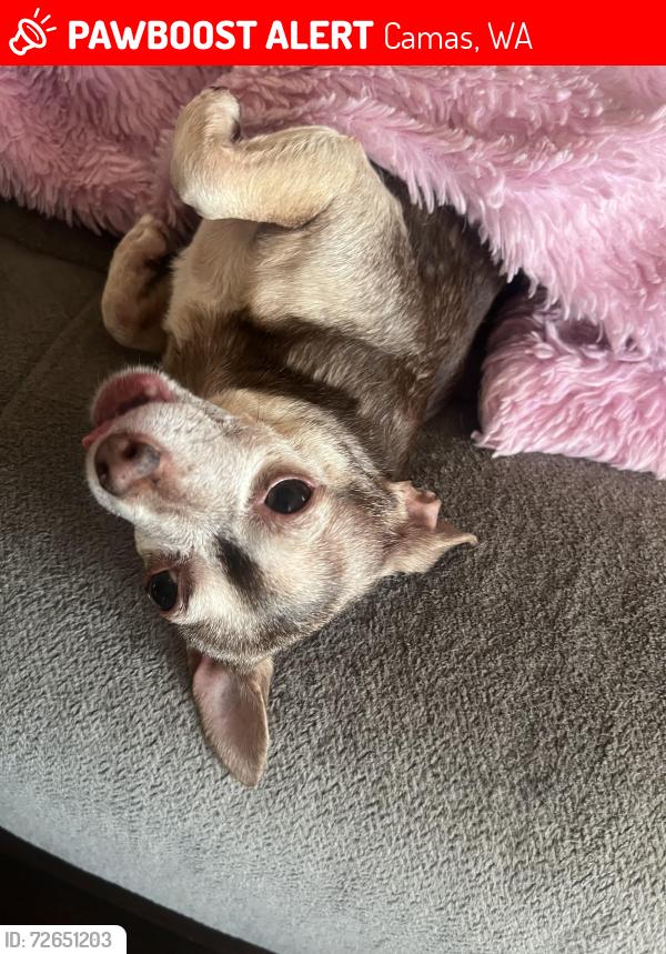 Lost Female Dog last seen Near NE 292nd Ave. Camas WA, Camas, WA 98607