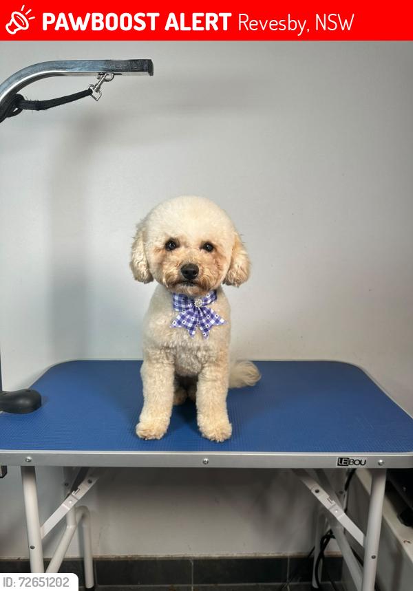 Lost Female Dog last seen Doyle Rd, Revesby, NSW 2212