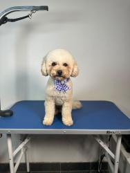 Lost Female Dog last seen Doyle Rd, Revesby, NSW 2212