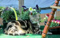 Lost Male Cat last seen Appleton road, elkton Maryland , Elkton, MD 21921