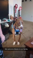 Lost Male Dog last seen Pantano, Tucson, AZ 85705