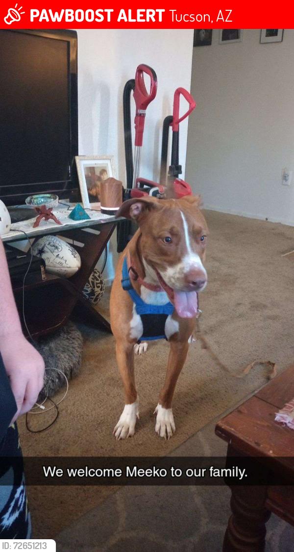 Lost Male Dog last seen Pantano, Tucson, AZ 85705