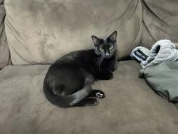 Lost Female Cat last seen Traditions square west , Norman, OK 73072