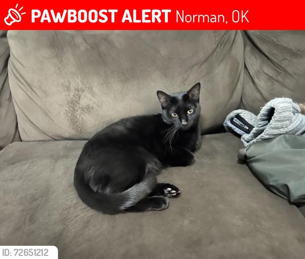 Lost Female Cat last seen Traditions square west , Norman, OK 73072
