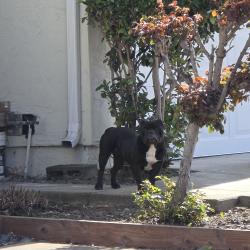 Found/Stray Unknown Dog last seen Almaden/Chechester, Union City, CA 94587