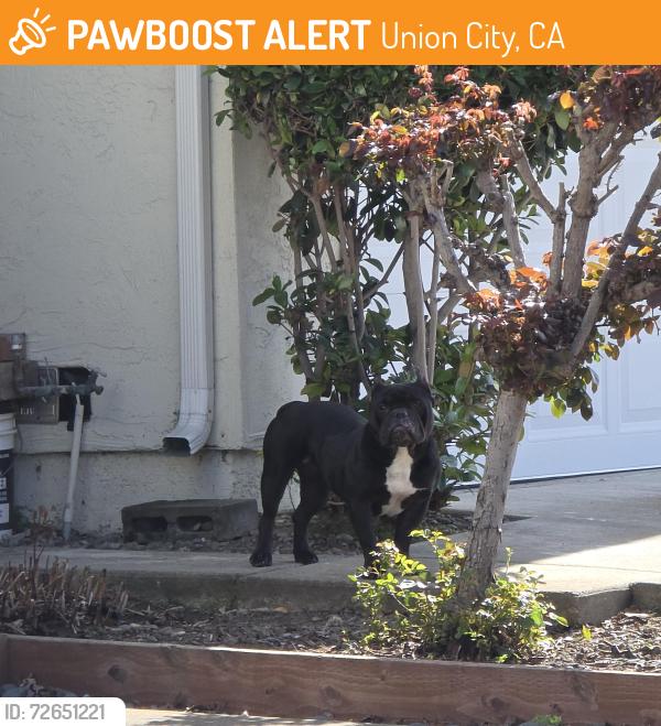 Found/Stray Unknown Dog last seen Almaden/Chechester, Union City, CA 94587