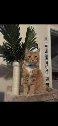 Lost Male Cat last seen State street , Hemet, CA 92543