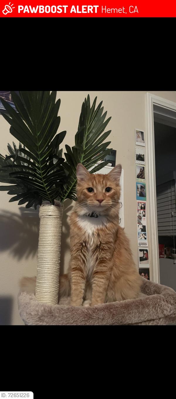 Lost Male Cat last seen State street , Hemet, CA 92543