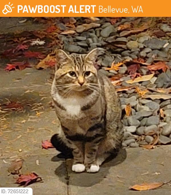 Found/Stray Unknown Cat last seen SE 2nd and 110th Ave SE Bellevue, Wa, Bellevue, WA 98004