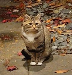 Found/Stray Unknown Cat last seen SE 2nd and 110th Ave SE Bellevue, Wa, Bellevue, WA 98004