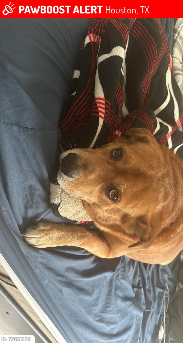 Lost Male Dog last seen Near Doulton Dr , Houston, TX 77033