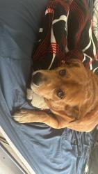 Lost Male Dog last seen Near Doulton Dr , Houston, TX 77033