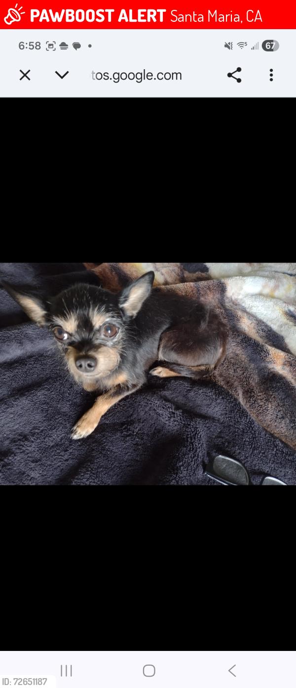 Lost Female Dog last seen Sowell , Santa Maria, CA 93454