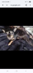 Lost Female Dog last seen Sowell , Santa Maria, CA 93454