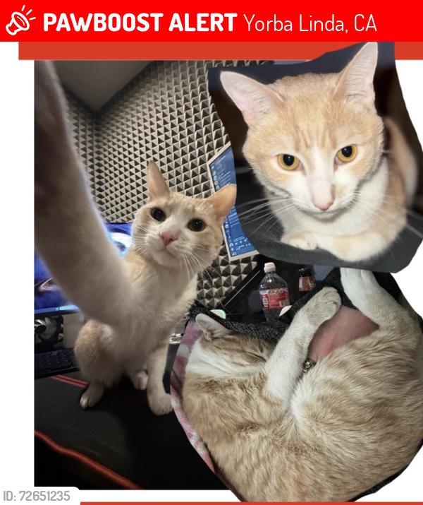 Lost Male Cat last seen Orange drive by veterans park, Yorba Linda, CA 92886