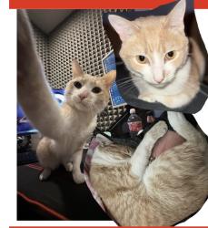 Lost Male Cat last seen Orange drive by veterans park, Yorba Linda, CA 92886
