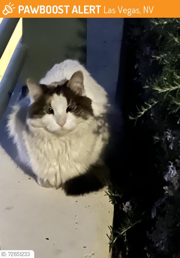 Found/Stray Unknown Cat last seen The pedestrian tunnel under far hills in Summerlin , Las Vegas, NV 89144