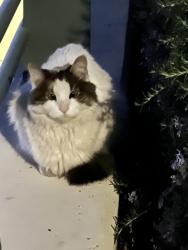 Found/Stray Unknown Cat last seen The pedestrian tunnel under far hills in Summerlin , Las Vegas, NV 89144