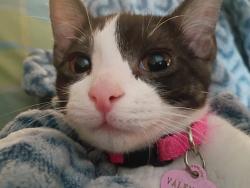 Lost Female Cat last seen Star village, Rapid City, SD 57701