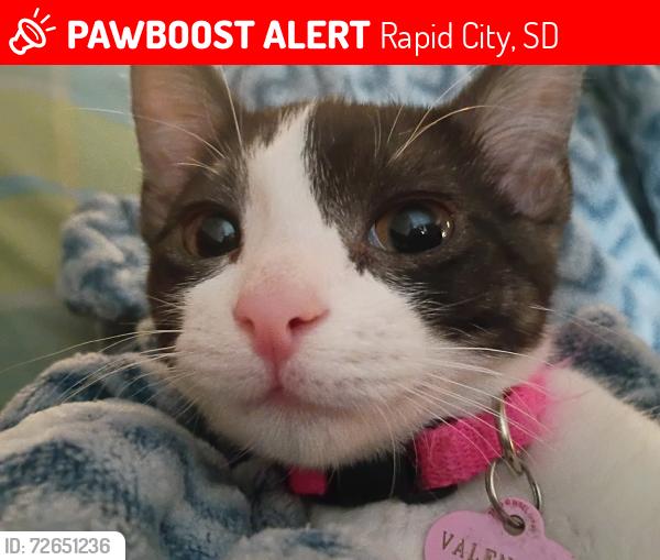 Lost Female Cat last seen Star village, Rapid City, SD 57701