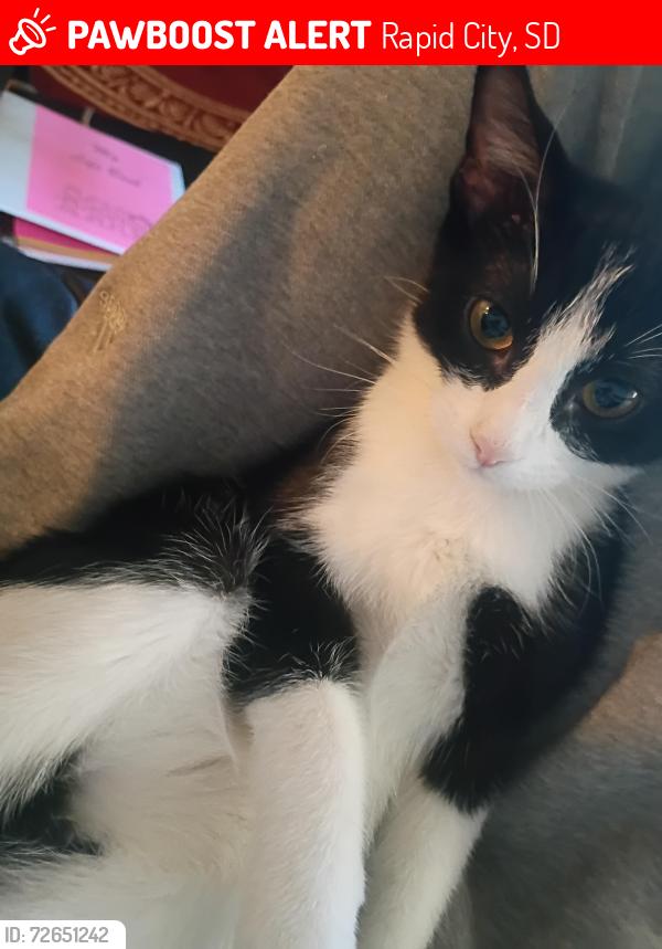 Lost Female Cat last seen Star village, Rapid City, SD 57701