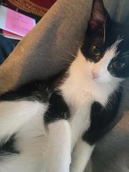 Lost Female Cat last seen Star village, Rapid City, SD 57701