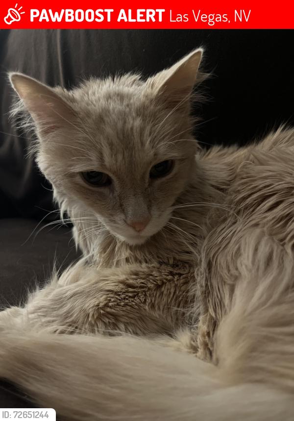 Lost Male Cat last seen Buffalo and Pirates Cove, Marquesa Complex , Las Vegas, NV 89145