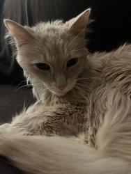 Lost Male Cat last seen Buffalo and Pirates Cove, Marquesa Complex , Las Vegas, NV 89145