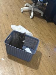 Lost Female Cat last seen Parkhurst drive Cleveland Ohio , Cleveland, OH 44111