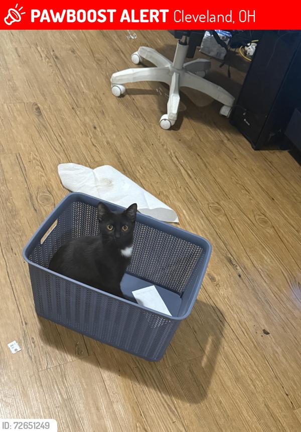 Lost Female Cat last seen Parkhurst drive Cleveland Ohio , Cleveland, OH 44111