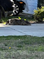 Found/Stray Unknown Dog last seen Birch Creek rd McLeansville in Taylors Landing, McLeansville, NC 27301