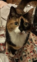 Lost Female Cat last seen Brixham drive, West Midlands, England CV2 3LY
