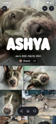 Lost Female Dog last seen apmts on Colfax and Valentina Street, Denver, CO 80220