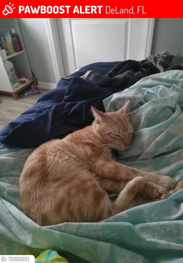 Lost Male Cat last seen Trailer park evergreen terrace loop, DeLand, FL 32724