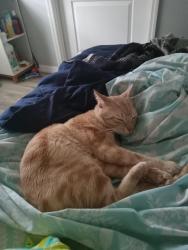 Lost Male Cat last seen Trailer park evergreen terrace loop, DeLand, FL 32724