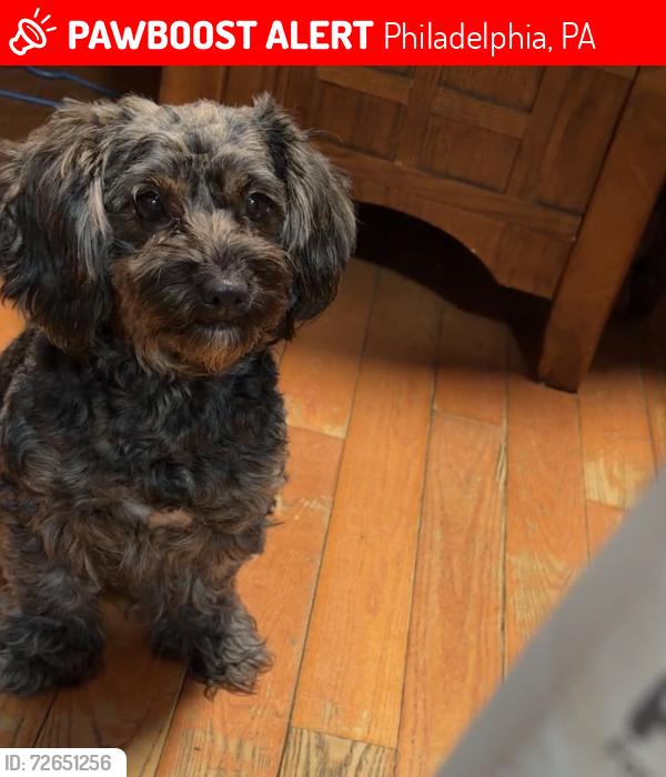 Lost Female Dog last seen Leonard Street 19149, Philadelphia, PA 19149