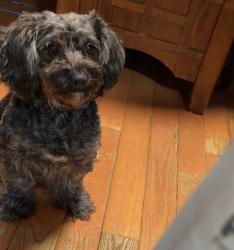 Lost Female Dog last seen Leonard Street 19149, Philadelphia, PA 19149