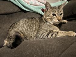 Lost Female Cat last seen Fleeting sunset, Tucson, AZ 85747