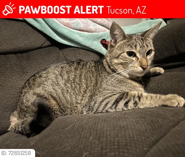 Lost Female Cat last seen Fleeting sunset, Tucson, AZ 85747