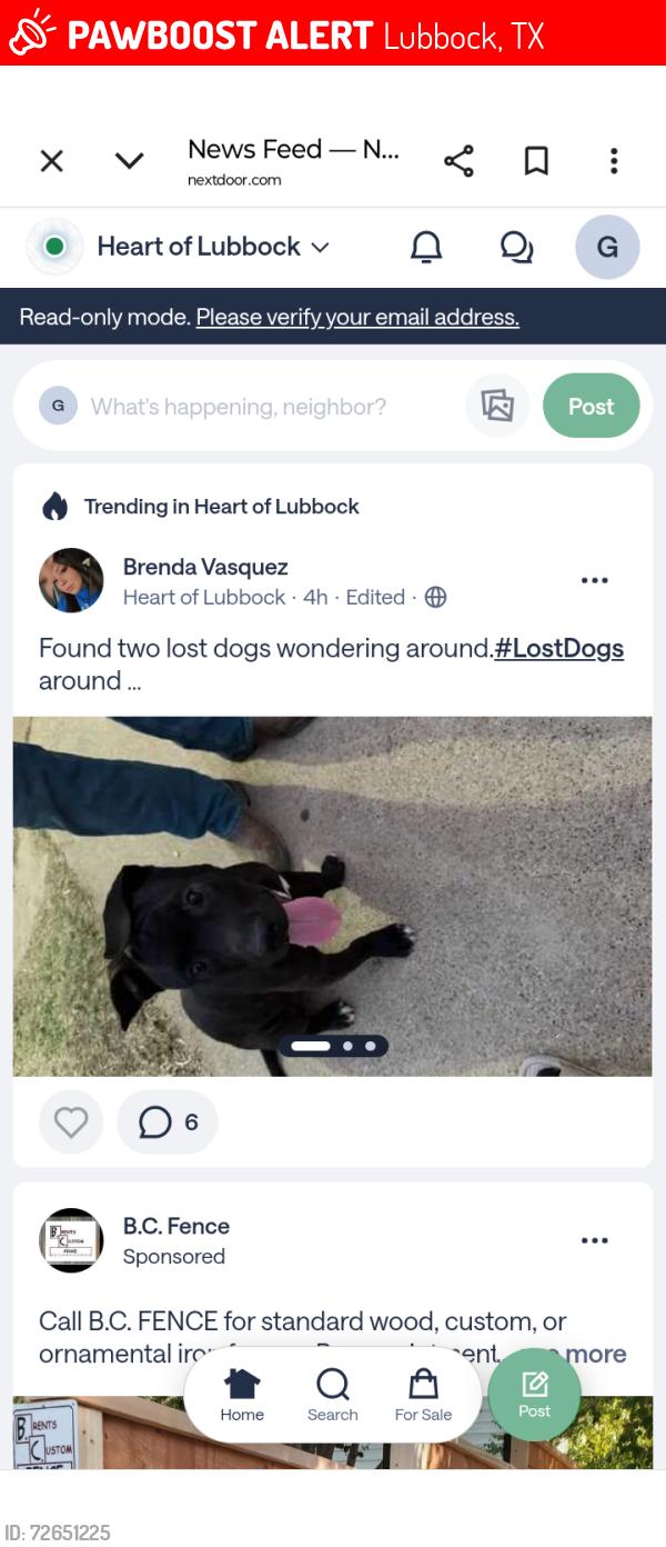 Lost Male Dog last seen 32nd St and ave T, Lubbock, TX 79411