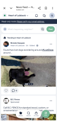 Lost Male Dog last seen 32nd St and ave T, Lubbock, TX 79411