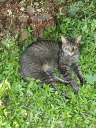 Lost Female Cat last seen Corral next to onsite diesel place Willis Texas by Texas national neighborhood , Willis, TX 77378