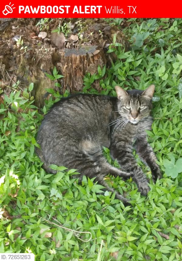 Lost Female Cat last seen Corral next to onsite diesel place Willis Texas by Texas national neighborhood , Willis, TX 77378