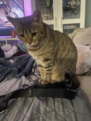 Lost Female Cat last seen Main, Baptist church, Frisco, TX 75034