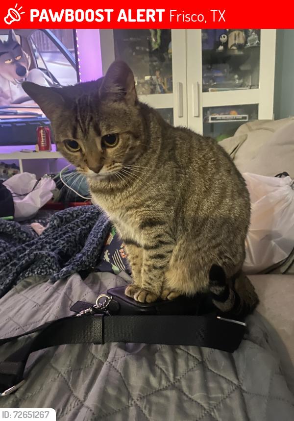 Lost Female Cat last seen Main, Baptist church, Frisco, TX 75034