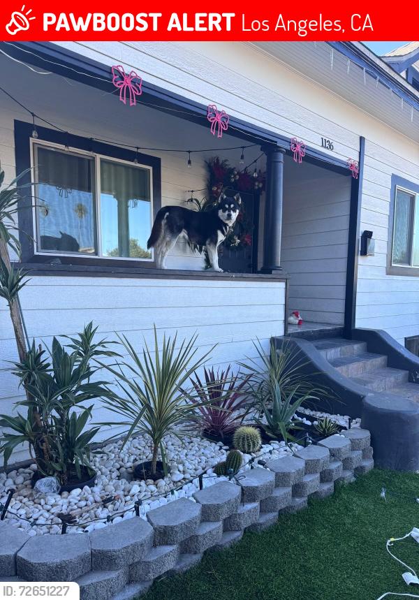 Lost Male Dog last seen 4798s Budlong Ave., Los Angeles, CA 90037